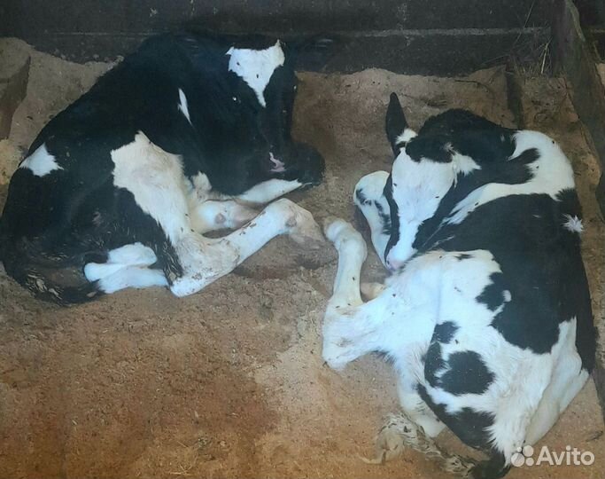 Бычки, телята