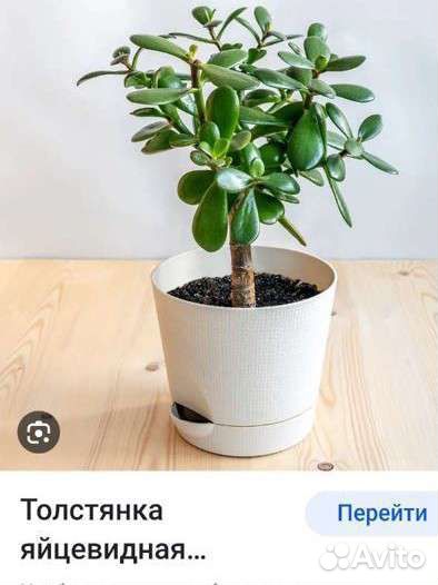 Толстянка (денежное дерево)