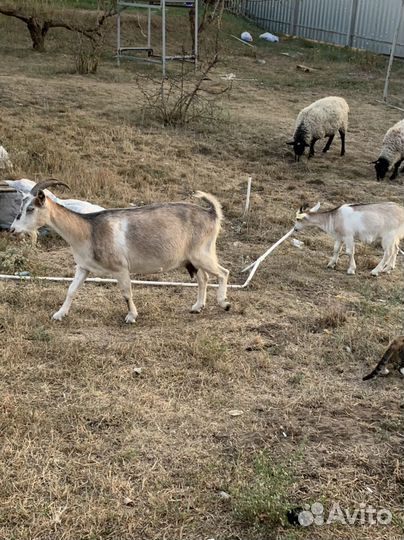 Козы молоко