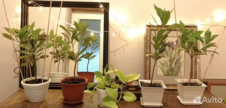 Кротон (Кодиеум) Голд Даст