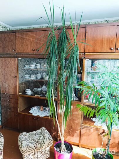 Пальма драцена