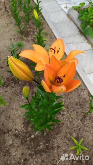 Лилии 2-3 годовалые на цвету сейчас 09.07.23