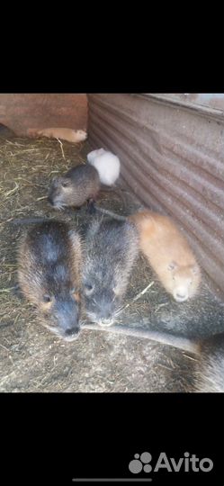 Продаются нутрии