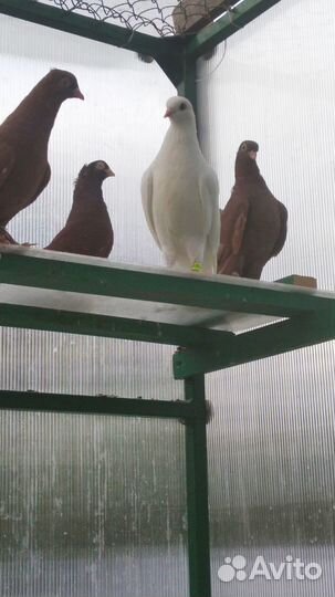 Голуби