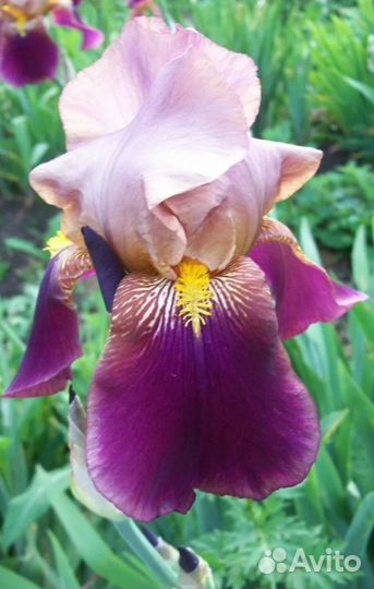 Ирисы бородатые почтой