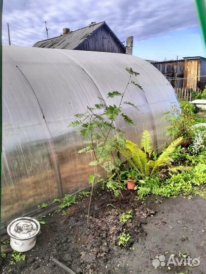 Продам рябину