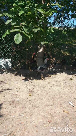 Бойцовые петухи