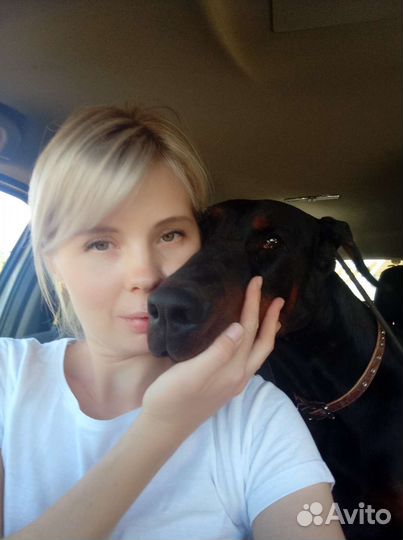 Передержка у кинолога