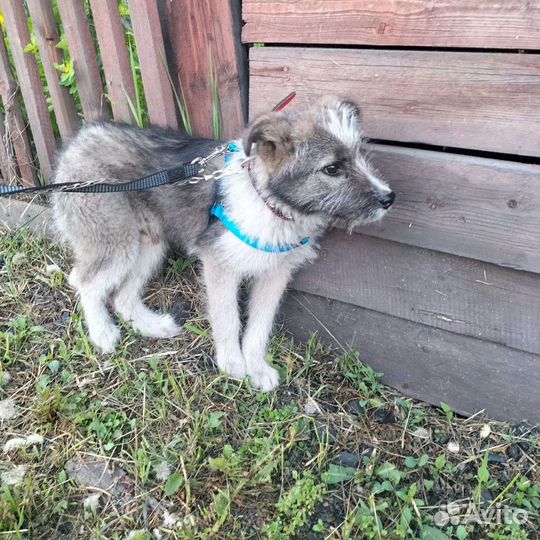 Щенки дворняги