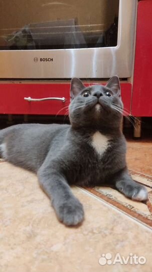 Котик в добрые руки