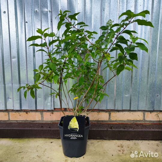 Гортензия Полярный медведь Киушу Батерфляй