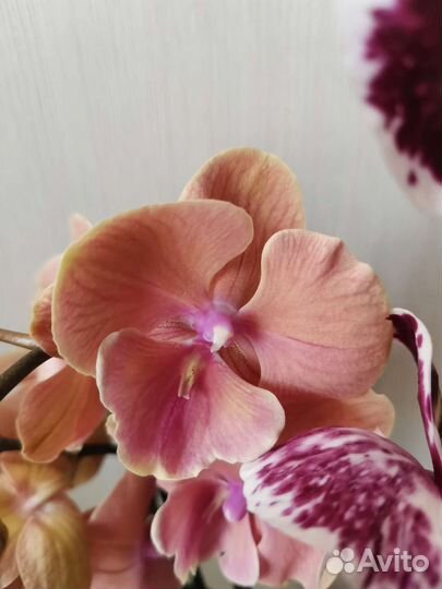 Орхидея фаленопсис биг лип