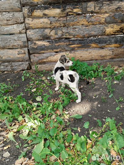 Русская деревенская