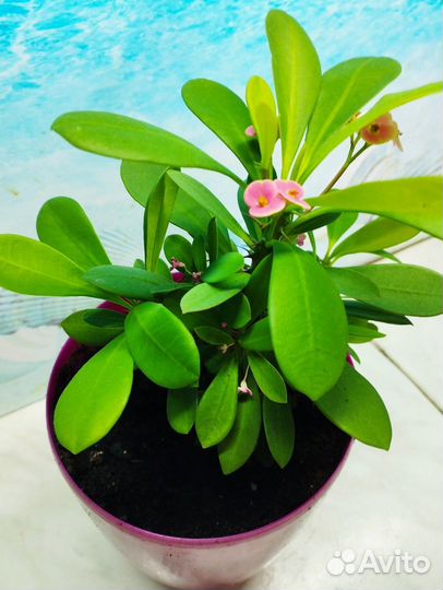 Молочай миля