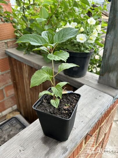 Гортензия метельчатая саженцы