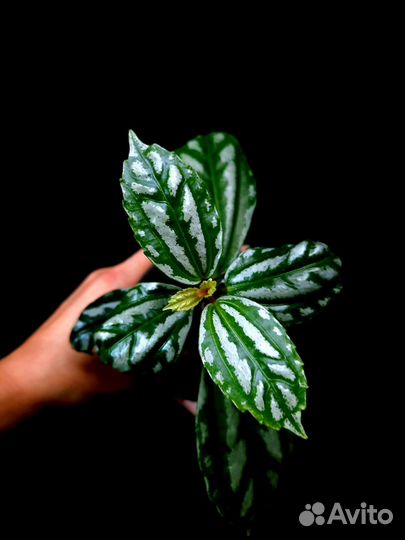 Пилея кадье