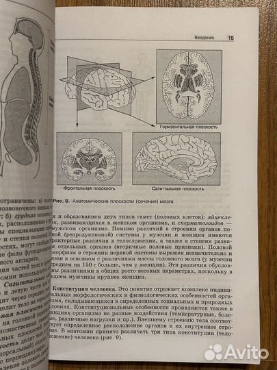 Анатомия нервной систему Козлов Цехмистренко