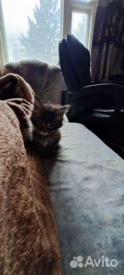 Котята мейн-кун резерв