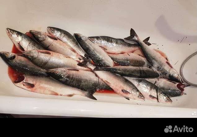 Свежий, морской кижуч