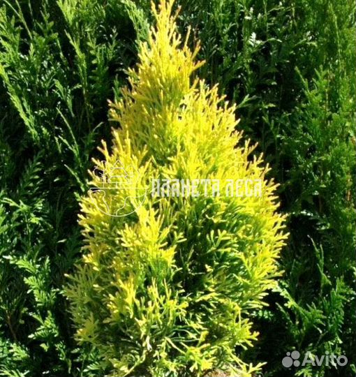 Туя западная Голден Смарагд Морозостойка