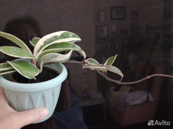 Хойя Кримсон квин