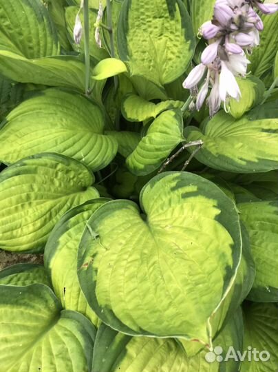 Цветы садовые многолетние