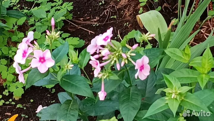 Флоксы многолетние