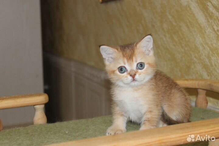 Золотой шоколадный котик страйт