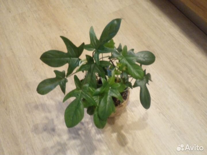 Филодендрон зеленая маска