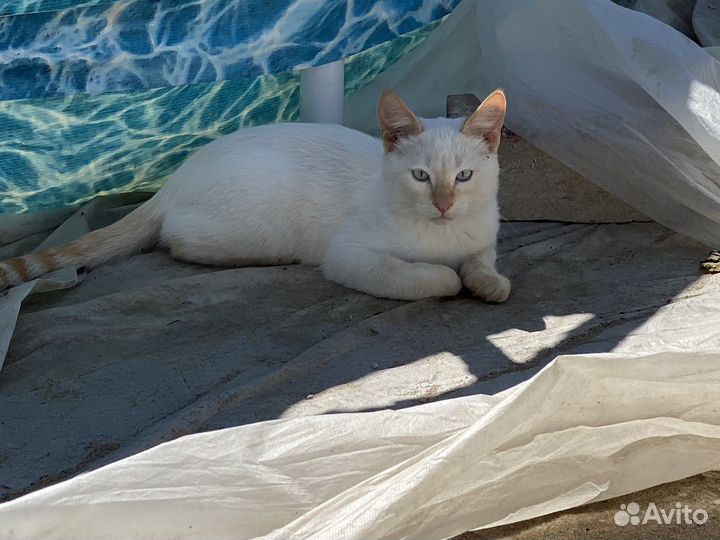 Котята 3 месяца