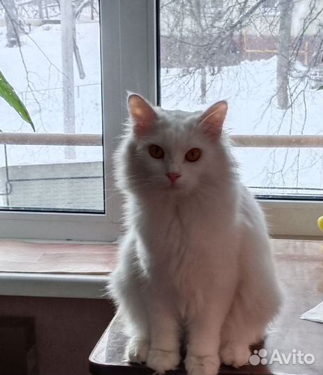 Кот кошка в аренду