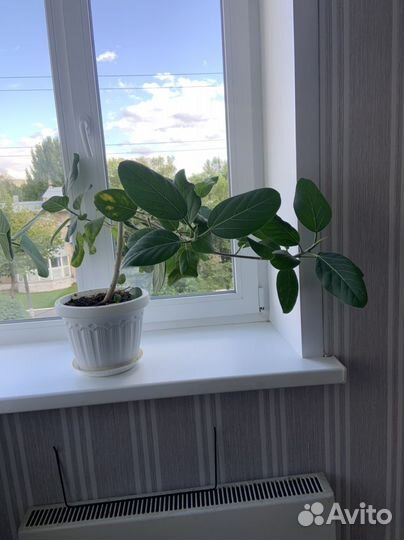 Фикус бенгальский одри