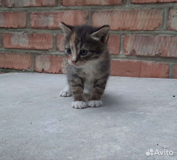 Кошечка в добрые ручки