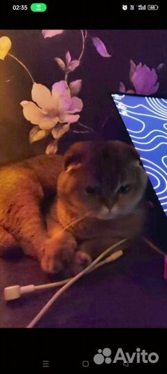 Продам. Шотландская вислоухая