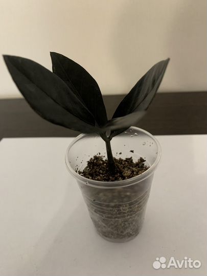 Комнатные цветы - замиокулькас Черный равен