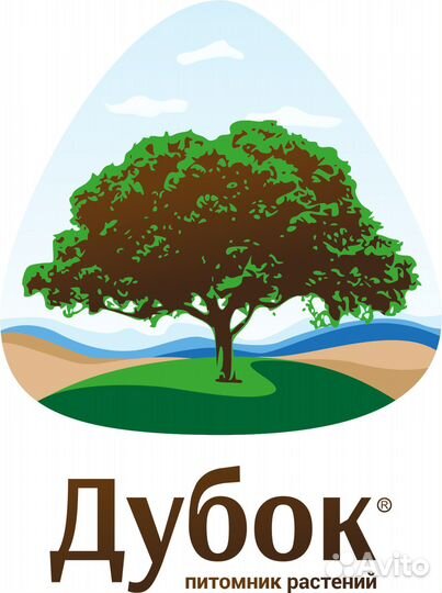 Юкка нитчатая