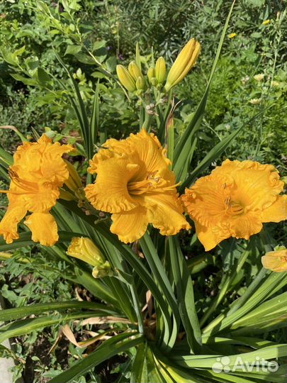 Лилейники сортовые