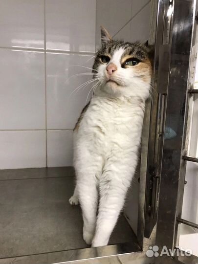 Кошка бесплатно