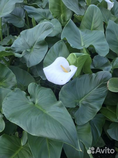 Продажа цветов