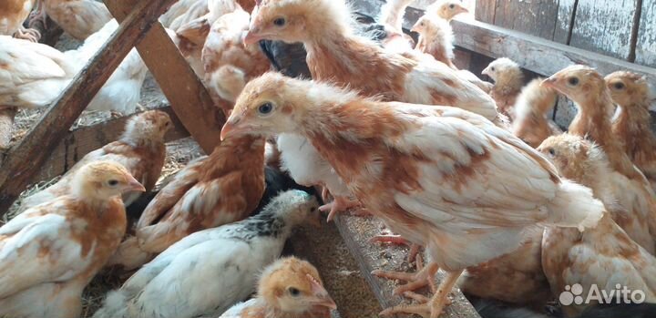 Цыплята курочки ломан браун,куры,петушки