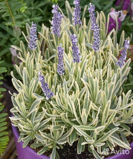 Вегетативная петуния, многолетники