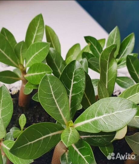 Комнатные цветы Адениум