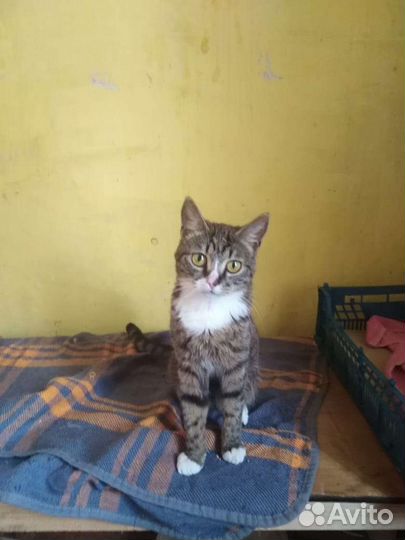 Котик в дар