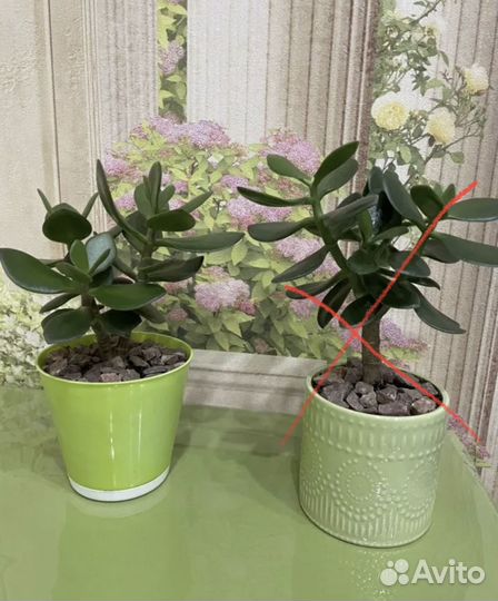 Суккуленты