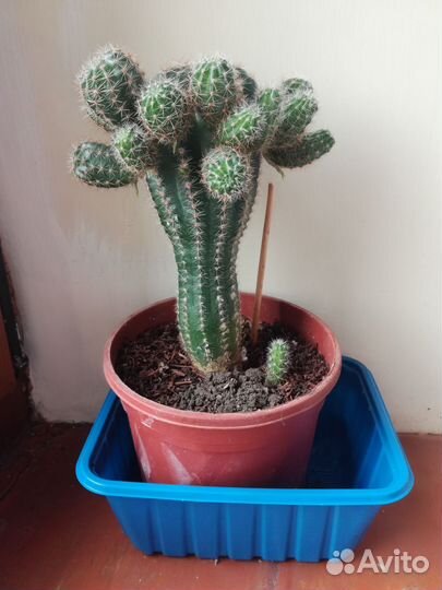 Кактус многодетный
