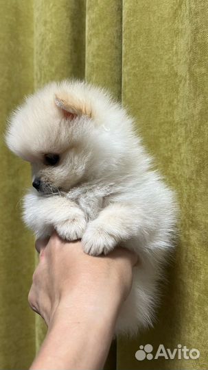 Щенки шпица