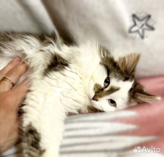 Особенный котик