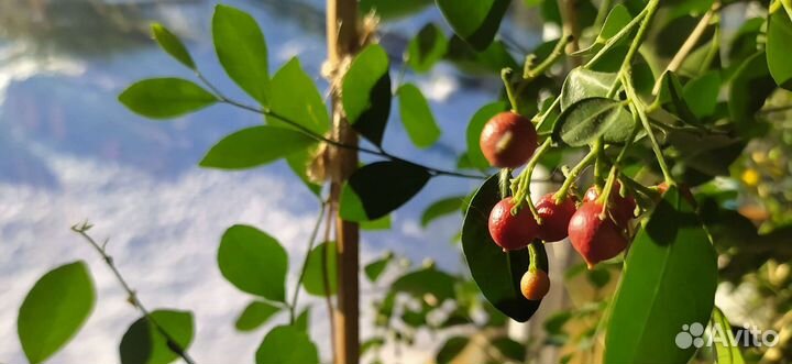 Тропические комнатные растения