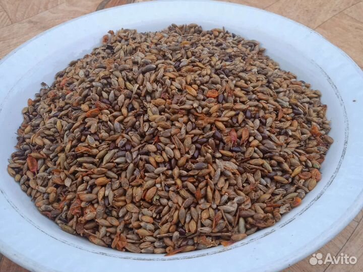 Семена облепихи