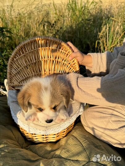 Щенки вельш корги пемброк